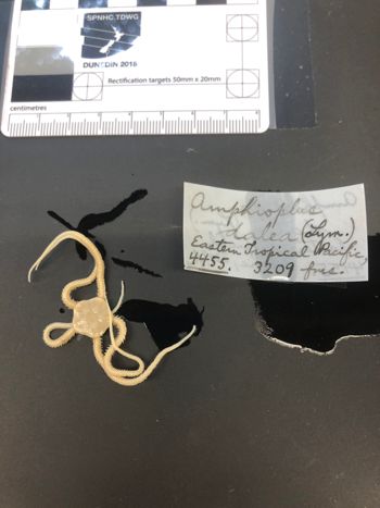 Media type: image; Invertebrate Zoology OPH-4455   Description: preserved specimen;